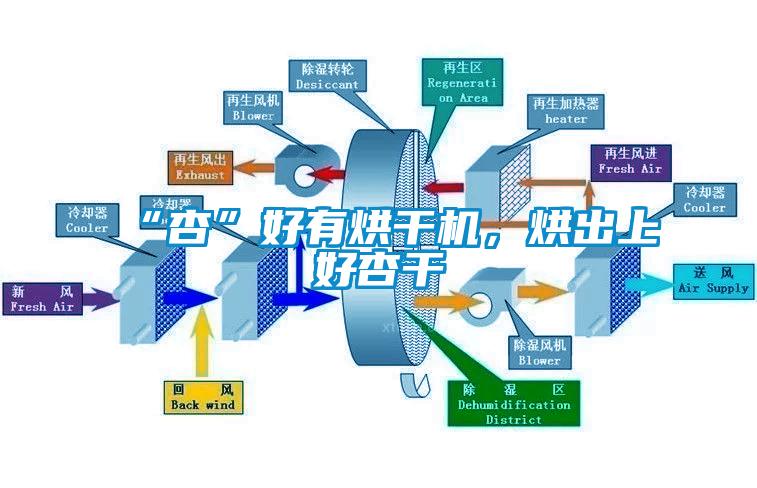 “杏”好有烘干機(jī)，烘出上好杏干